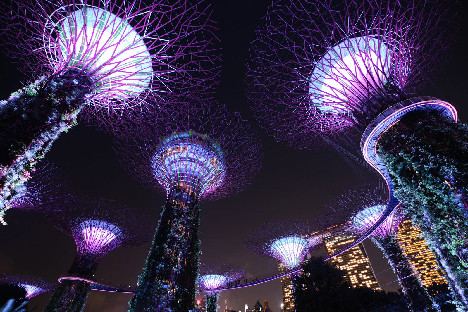 Gardens by the Bay Supertrees illuminated at night